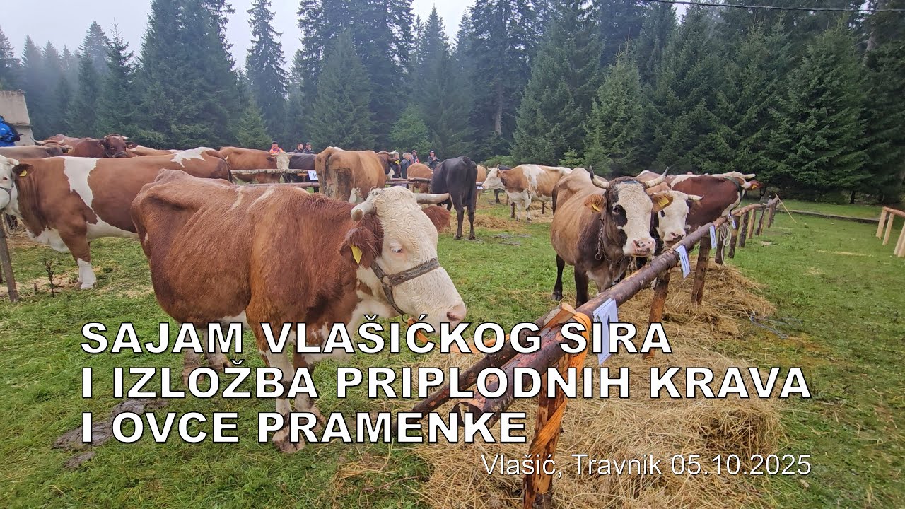 Sajam vlašićkog sira i izložba priplodnih krava i ovce pramenke, Vlašić Travnik 05.10.2025 - (4K)
