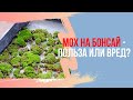 Мох и Бонсай. Польза или вред? Как вырастить дома?