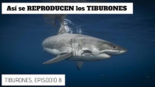 As Se Reproducen Los Tiburones Serie Tiburones Episodio 8