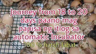 Lesson 101 Paano mag papisa ng itlog from 18 to 20 days gamit ang automatic incubator?100 %hatch