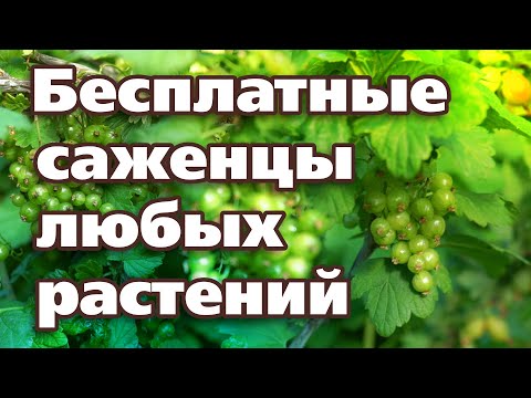 ЭТИМ СПОСОБОМ МОЖНО РАЗМНОЖИТЬ ЛЮБЫЕ РАСТЕНИЯ ЛЕТОМ