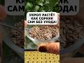 Укроп всходит за 6 дней и растет пышно как сорняки! #огород #дача #сад #урожай #посевсемян