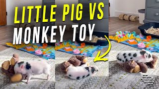 Little Pig Playing With a Monkey Toy and Enjoying Its Time