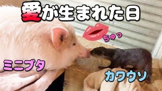 カワウソとミニブタのキス♡カワウソがいろんなものを盗んでいきます。