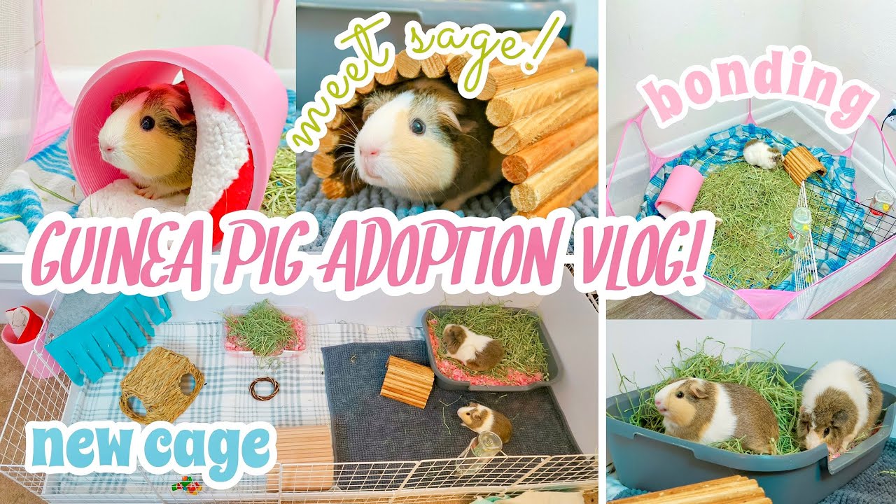HUGE GUINEA PIG ADOPTION VLOG // bonding, new cage & pet room upgrades