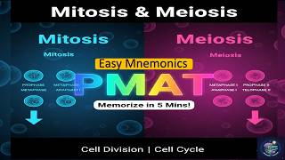 Mitosis & Meiosis | EASY Mnemonic to Memorize the Phases of Cell Division | Cell Cycle