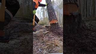 Валка деревьев с клином #stihl #stihlchainsaws #logging #chainsaw #валкадеревьев #лесоруб