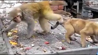 Dog vs Monkey. Funniest moments.  When Dog wanna cry.