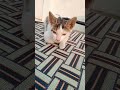 #shorts #youtubeshorts #shortsfeed