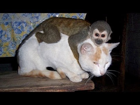 Video: Kje živijo Opice: Njihov življenjski Prostor