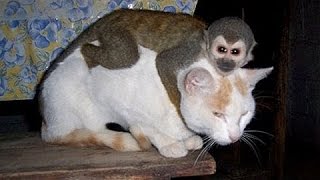 Opice Otravné Kočky A Psi - Legrační Zvířata Kompilace