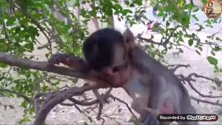 Detik Detik Monyet Di Makan Ular Cobra