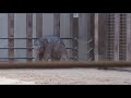 Meet the first baby Asian elephant born at the National Zoo in 25 years