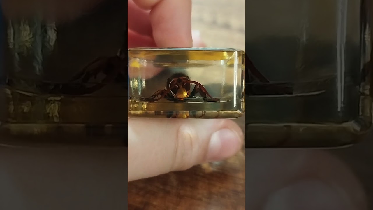 Азиатский шершень! Жуки и пауки модимил выпуск #6