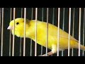 شريط تغريد كناري مالينوا خالي من الأخطاء للتسميع فراخ الكناري Chant Canari Malinois شريط تغريد كناري مالينوا خالي من الأخطاء للتسميع فراخ الكناري Chant Canari Malinois