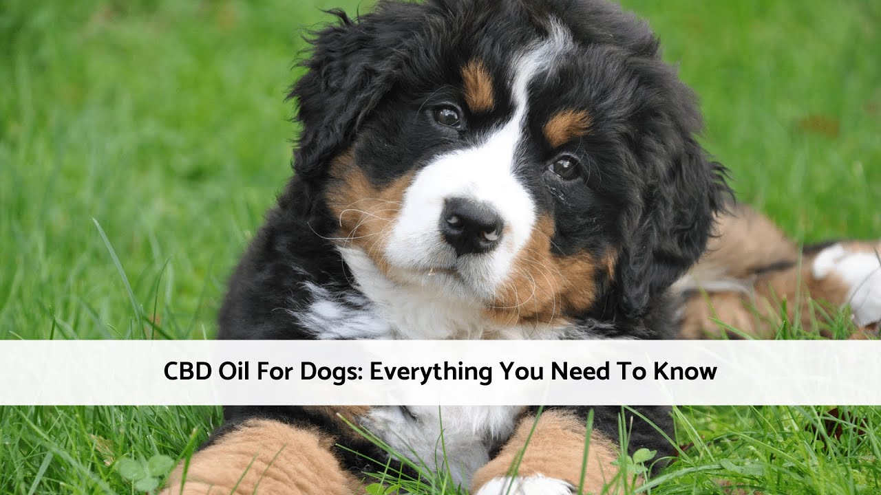 Do Vets CBD for Dogs? CBD Oil For Dogs Everything You Need