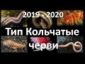 7. Кольчатые черви (7 класс) - биология, подготовка к ЕГЭ и ОГЭ 2020