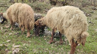 What are 3 sheep doing among the rocks? ماذا تفعل الخراف الثلاثة بين الصخور؟