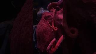 A friendly Giant Pacific Octopus #octopus #ocean #animals