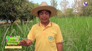 คนไทยหัวใจเกษตร  30 มกราคม 2562 B3