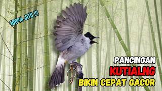 Suara Burung Kutilang Gacor Garuda Paling Ampuh Untuk Masteran Dan Pikat