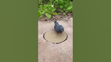 Innovation Easy Bird Trap Technique #youtubeshorts