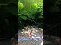 宮城えび様 ~赫灼(かくしゃく)~ #レッドビーシュリンプ #赫灼