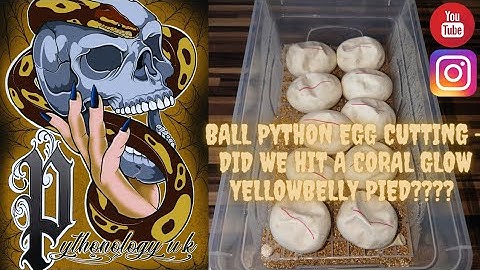 ball python egg cutting - did we hit coral glow pieds?