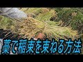 藁で稲束を束ねる方法
