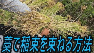 藁で稲束を束ねる方法