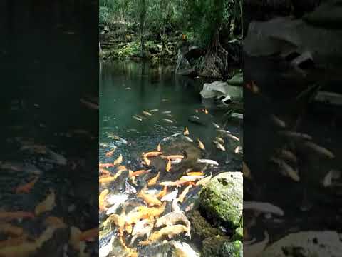 Ikan Mas Tempat Wisata Telaga Biru Kuningan Jawa Barat