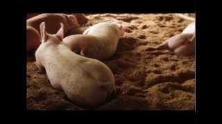 Profitable Innovative Growing System pigs Babuyang Walang Amoy Technology Part 1