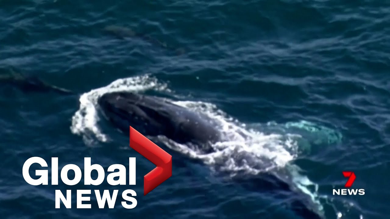 Humpback Whale Swims With Dolphins Off Coast Of Australia Ahead Of humpback-whale-swims-with-dolphins-off-coast-of-australia-ahead-of
