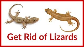 How to Get Rid of Lizards at Home | 11 Home Remedies to Get Rid of Lizards