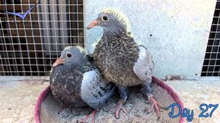 why does everyone hate pigeons ? How Humanity gave this animal the middle finger