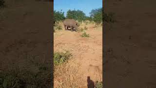 Walking with Rhinos, Mosi-oa-tunya, Zambia from David S. 🇿🇲