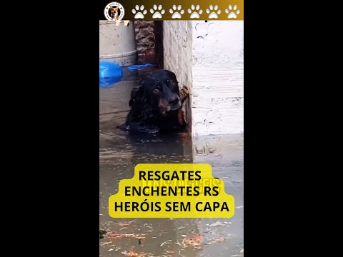 🐾Heróis sem Capa Resgates de Cães nas Enchentes RS #dog #heróissemcapa #cães #alphapetsconsultoria