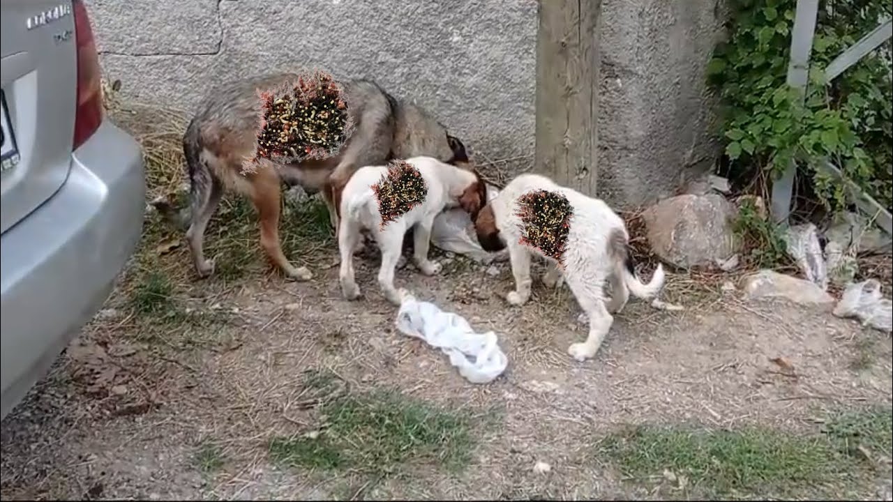 Removing Monster Mango worms From Helpless Dog! Animal Rescue Video 