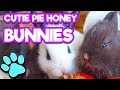 Cutie Pie Honey Bunnies | #thatpetlife