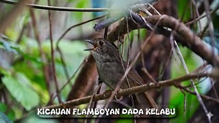 KICAUAN MERDU BURUNG FLAMBOYAN DADA KELABU GACOR ALAM LIAR 