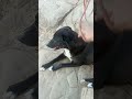 “Dog Handler Knot – Strong &amp; Quick Rope Knot for Control 🐕”“How#pet #handelling