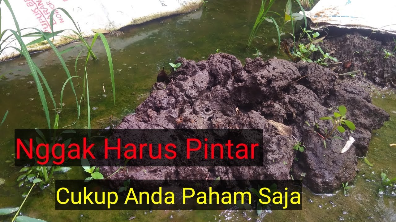 Yess...!!! Pemijahan Budidaya Belut Berhasil...