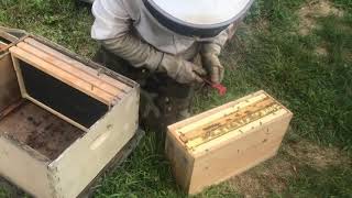 Life on our Bee Farm - Installing 2 Queen Splits