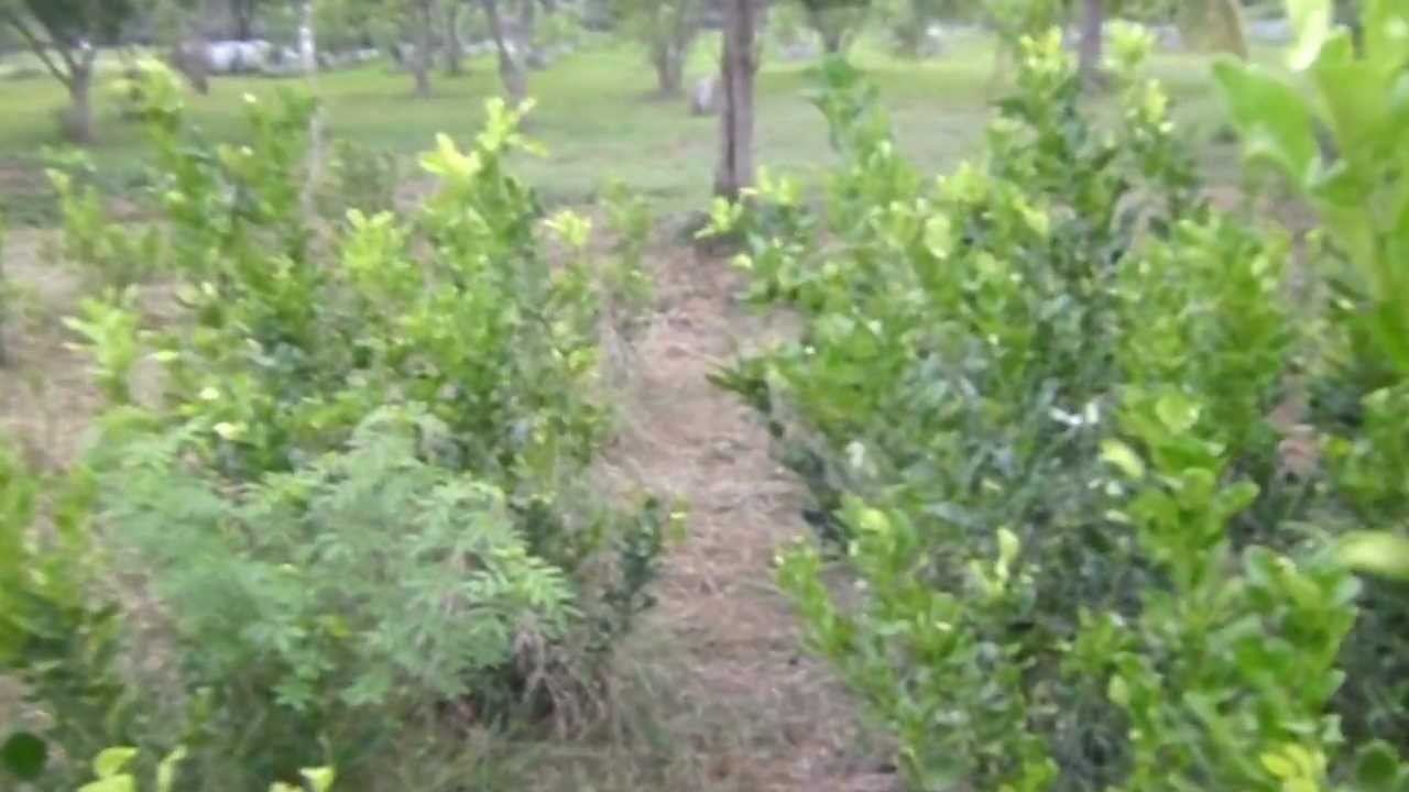 แปลงมะกรูดระยะชิด มก.กพส.