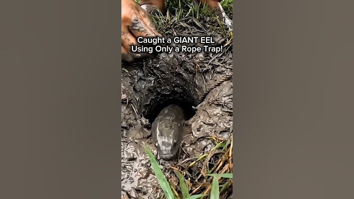 Caught a GIANT EEL Using Only a Rope Trap!