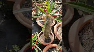 Pachypodium Lamerei (Madagascar Palm)