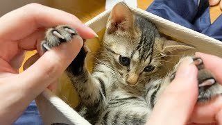 子猫が小物入れから出てこなくなりました【保護猫】