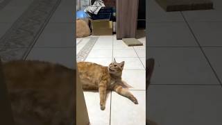 Funny Cats 😺 Episode 179 #Shorts