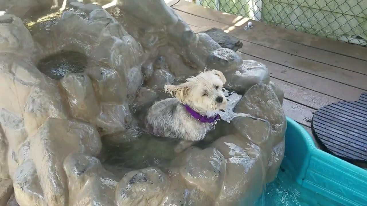 Playtime at Dogs On The Farm & Cats Too!