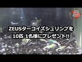 【プレゼント企画】ZEUSターコイズシュリンプ10匹 1名様